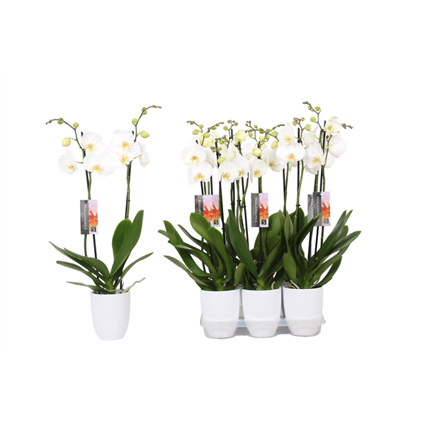 <h4>Phalaenopsis White, 2-spike White Ceramics</h4>