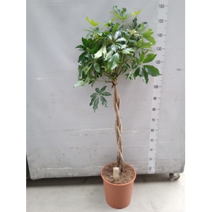 Schefflera arbor. 'Compacta'