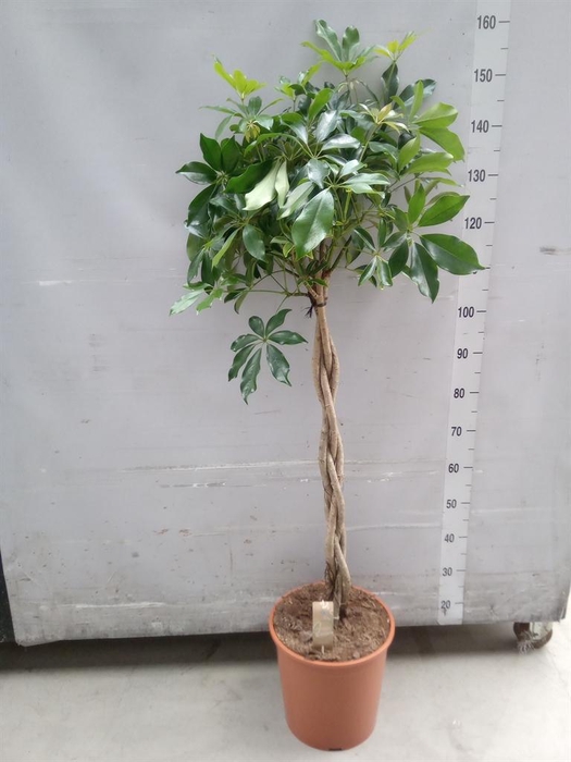 <h4>Schefflera arbor. 'Compacta'</h4>