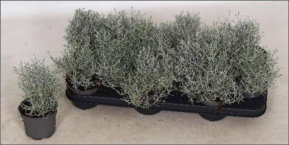 <h4>LEUCOPH BROWNII</h4>