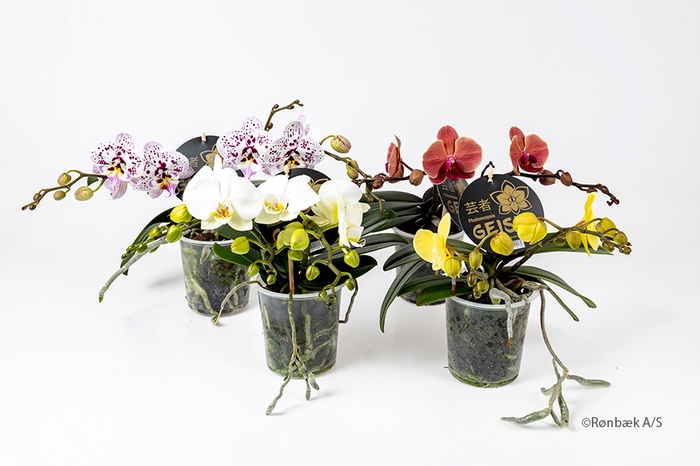 PHALAENOPSIS-HYBRID P12 GEISHA 2-3T