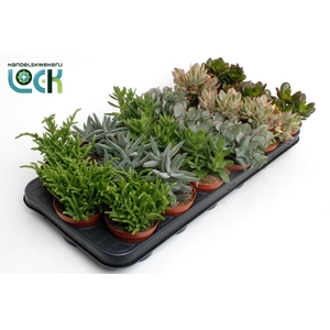 Crassula Mix