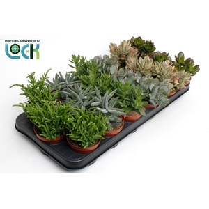Crassula Mix