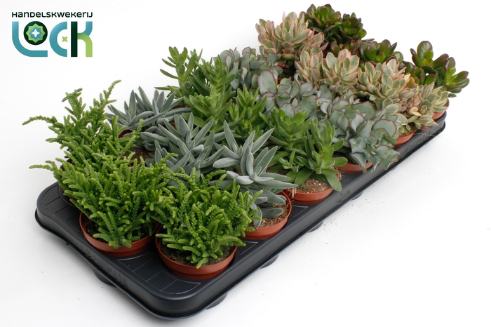 <h4>Crassula Mix</h4>