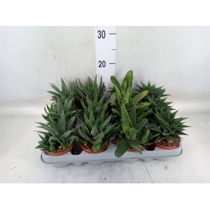 Aloe   ...mix