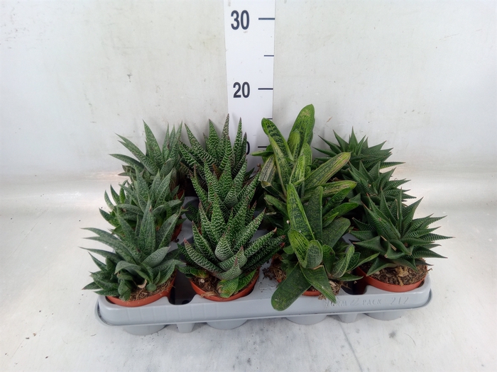 <h4>Aloe   ...mix</h4>