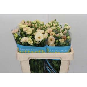 Ranunculus Butterfly Keramos