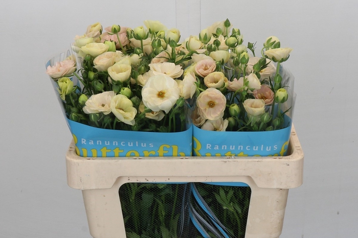<h4>Ranunculus Butterfly Keramos</h4>