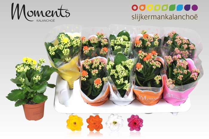 <h4>KAL GE GEM 4 KL</h4>