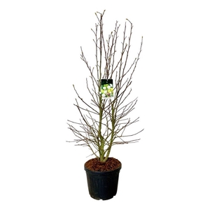 Magnolia loebneri 'Wildcat'