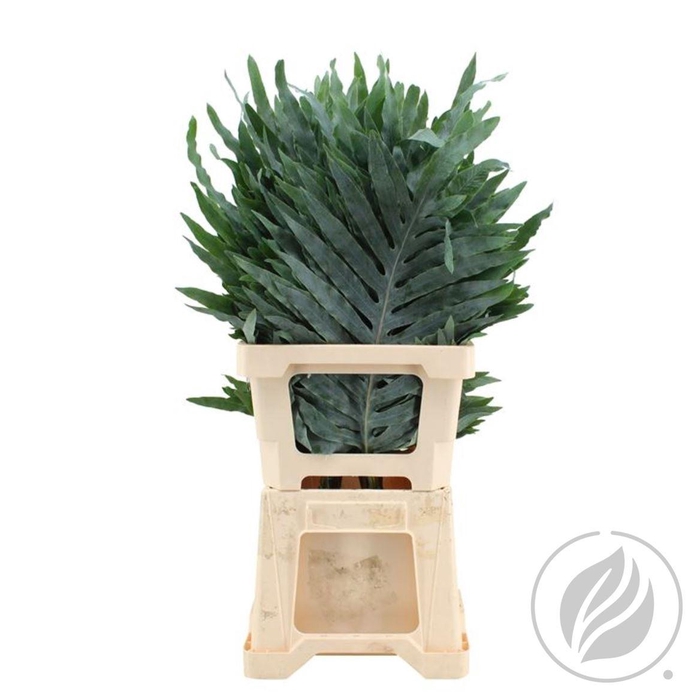 <h4>Phlebodium Super</h4>