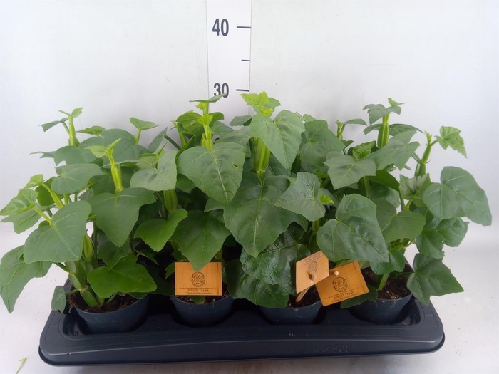 <h4>Cissus   ...</h4>