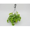 PHILODENDRON VERDE C21 PENDENTE