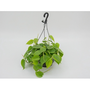 PHILODENDRON VERDE C21 PENDENTE