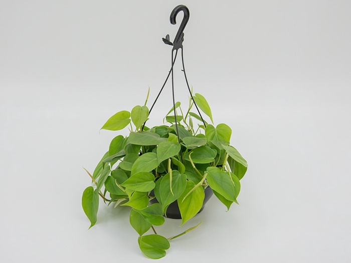 PHILODENDRON VERDE C21 PENDENTE