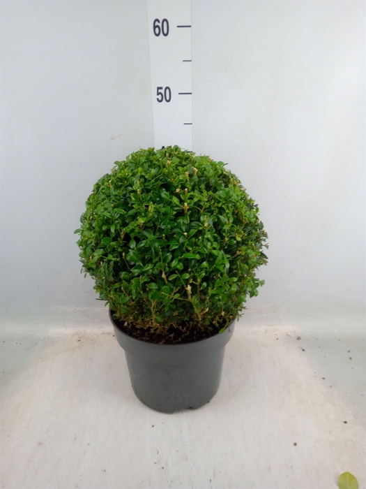 <h4>Buxus semp.   ...</h4>