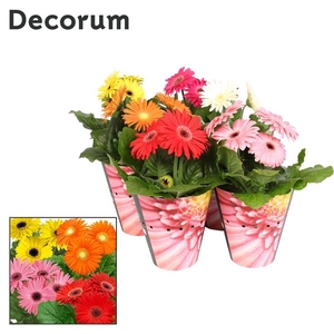 Gerbera 3-bl Mix Potcover