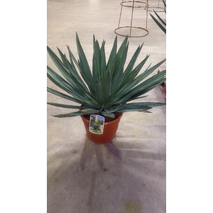Yucca Gloriosa 12ltr, Lone Star (Winterhard)
