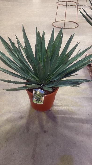 <h4>Yucca Gloriosa 12ltr, Lone Star (Winterhard)</h4>