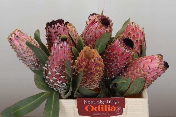 <h4>PROTEA MAGNIFICA</h4>