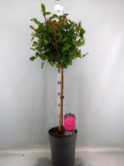 <h4>Rosa ST  ...</h4>