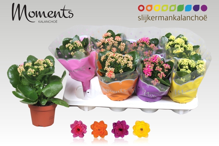 <h4>KAL GE GEM 4 KL</h4>