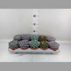 Echeveria   ...mix