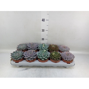 Echeveria   ...mix