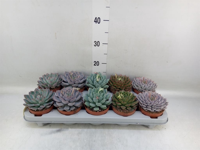<h4>Echeveria   ...mix</h4>