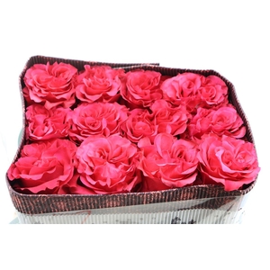 R Gr Exotix Berry