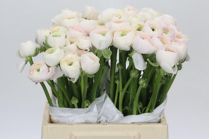 <h4>Ranunculus Clooney Hanoi</h4>