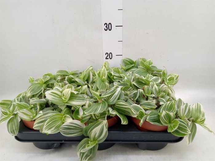 <h4>Tradescantia   ...</h4>