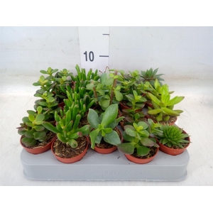 Crassula   ...mix