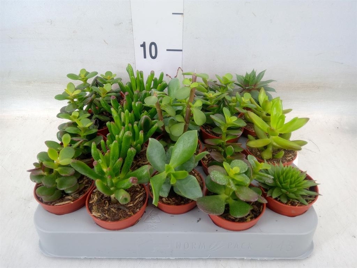 <h4>Crassula   ...mix</h4>