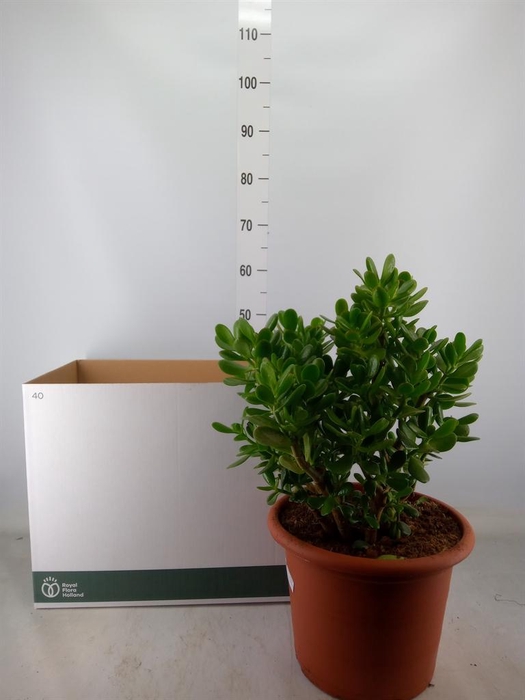 <h4>Crassula ovata</h4>
