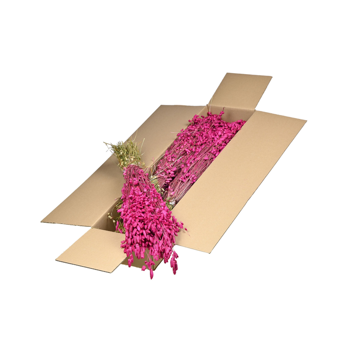 <h4>Briza Maxima Sb Cerise</h4>