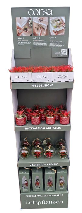 <h4>Tillandsia display Kerst/valentijn/moederdag</h4>