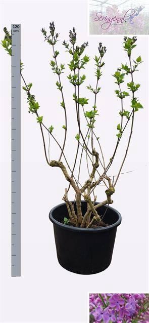 Syri Ov Donker Paars