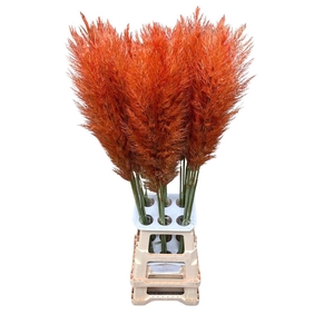 Cortaderia Opgetrokken Salm Orange Stem