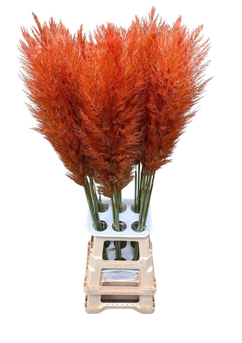 <h4>Cortaderia Opgetrokken Salm Orange Stem</h4>