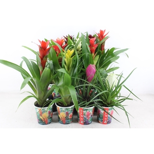 arr3 ZS - Bromelia karton beker