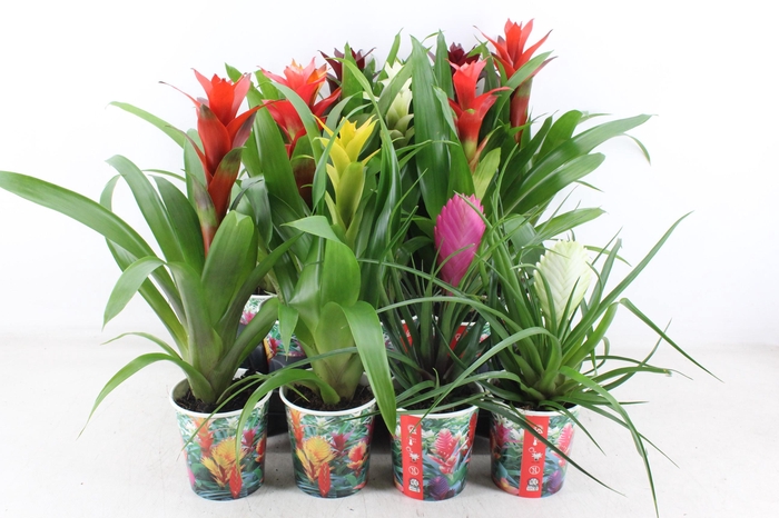 <h4>arr3 ZS - Bromelia karton beker</h4>