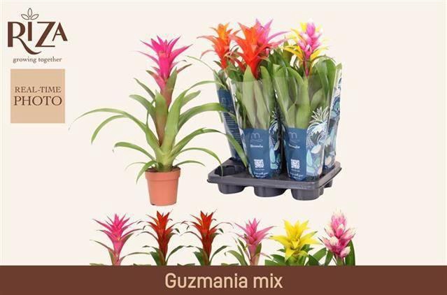 <h4>GUZM GEM 3 SRT</h4>