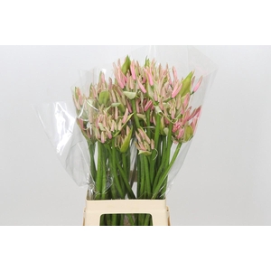 Nerine Casandra