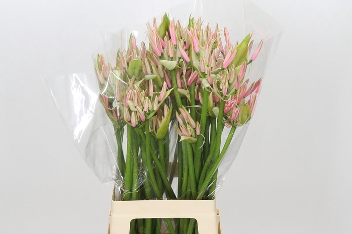 <h4>Nerine Casandra</h4>