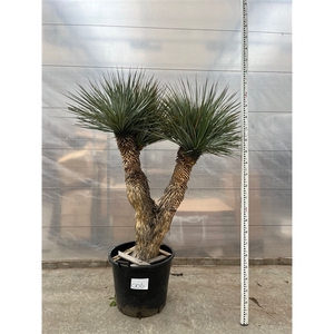 Yucca Rostrata Multistam 006 - 220cm