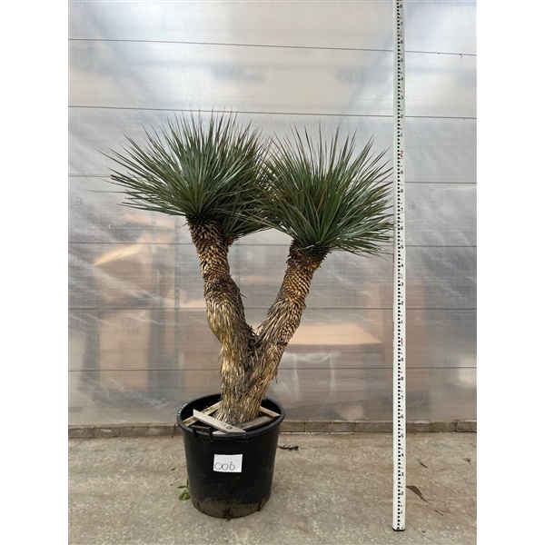 <h4>Yucca Rostrata Multistam 006 - 220cm</h4>