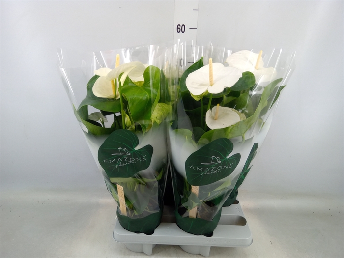 <h4>Anthurium andr. 'Samora'</h4>