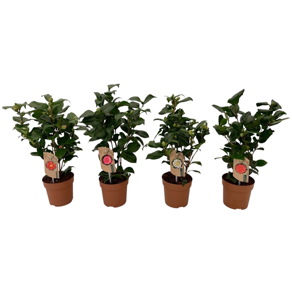 <h4>camellia 4 kleuren mix laag 10-15 knoppen</h4>