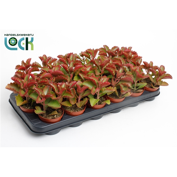 <h4>Kalanchoë Pinatum</h4>